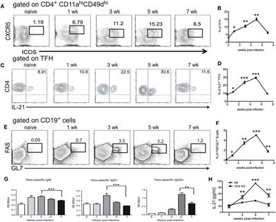 Downregulated IL-21 Response and T Follicular Helper Cell Exhaustion Correlate with Compromised CD8 T Cell Immunity during Chronic Toxoplasmosis